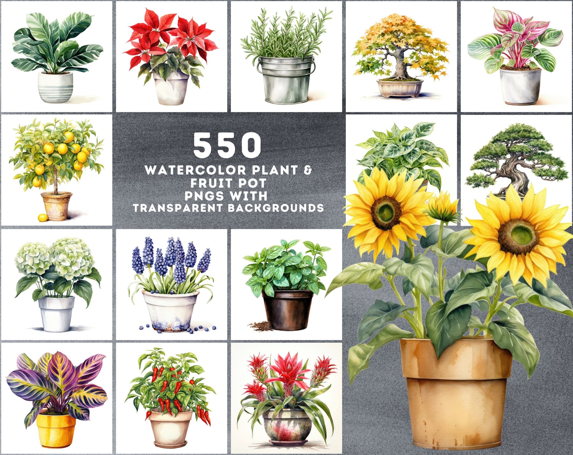 550 Watercolor Plant & Fruit Pot Images - Vibrant PNG Cliparts with Transparent and White Backgrounds Digital Download Sumobundle