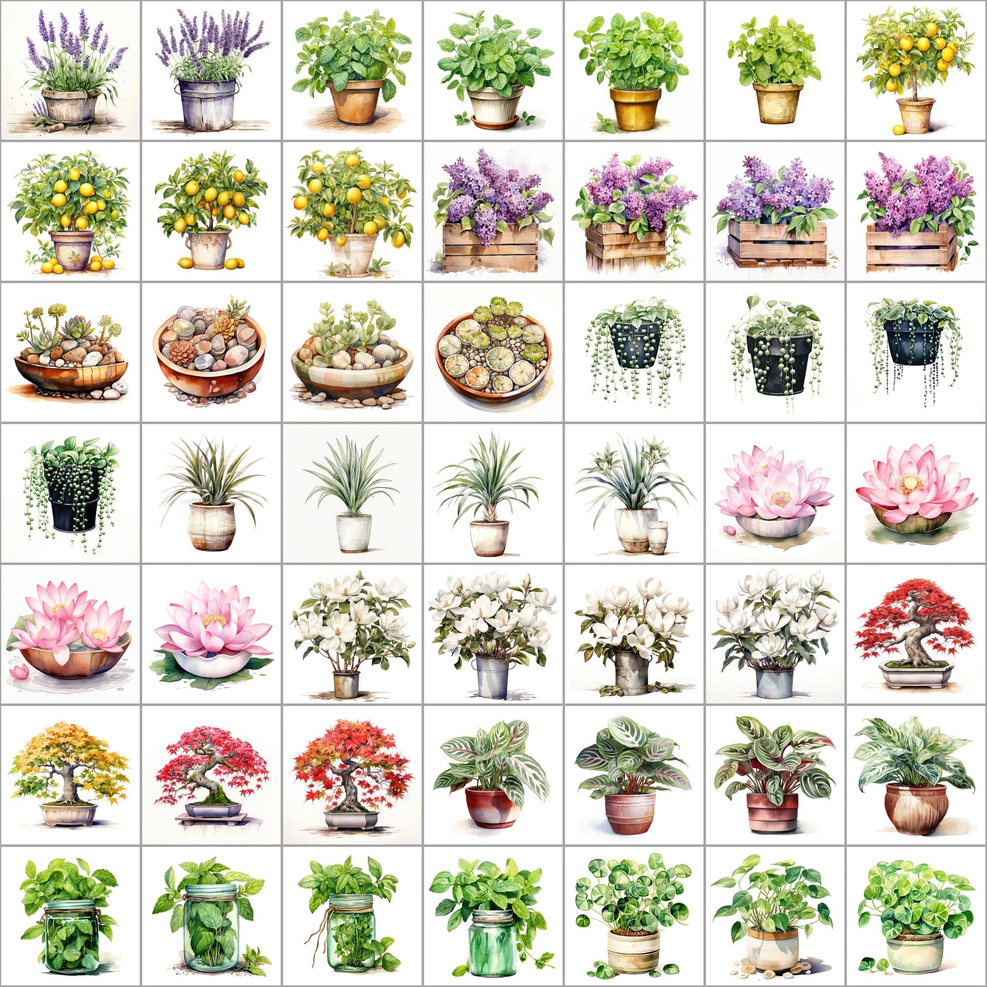 550 Watercolor Plant & Fruit Pot Images - Vibrant PNG Cliparts with Transparent and White Backgrounds Digital Download Sumobundle