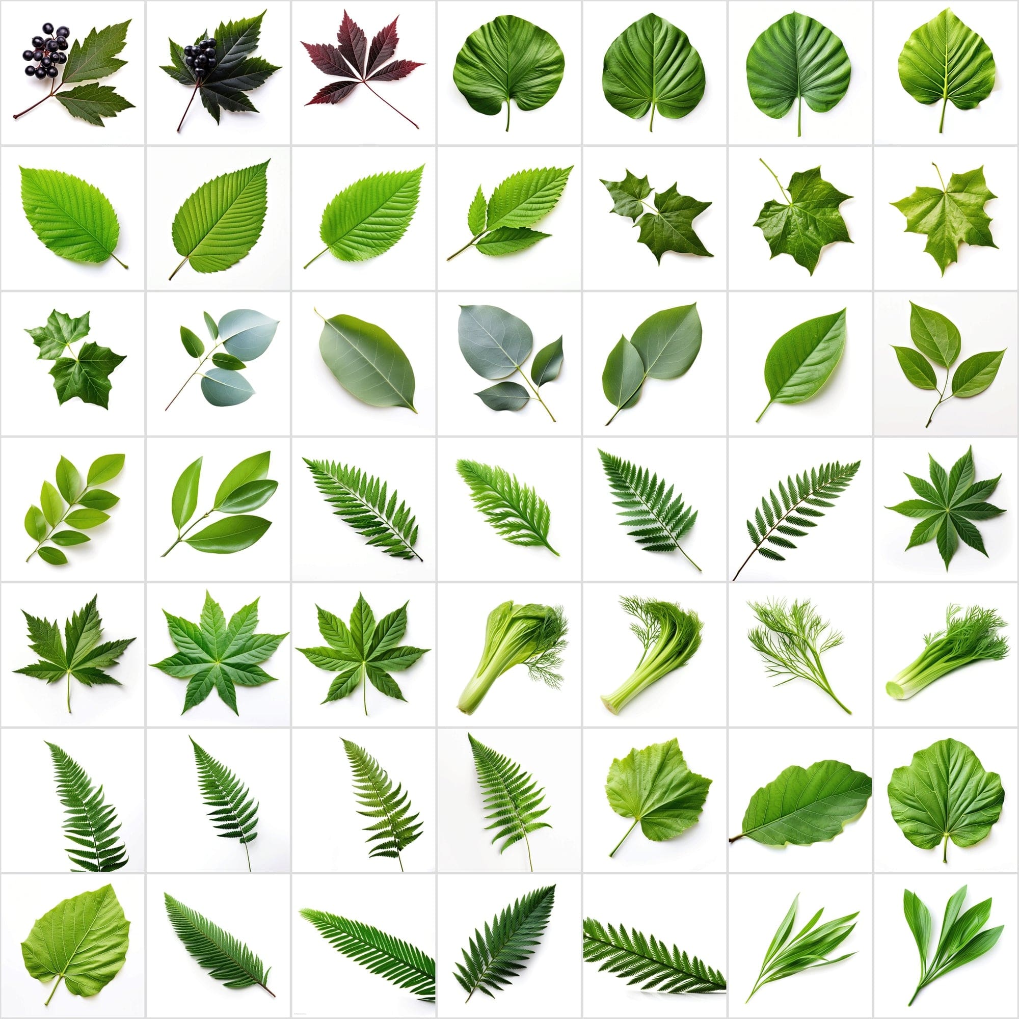 790 Unique Global Leaf PNG Images - High-Resolution, Transparent & White Backgrounds Digital Download Sumobundle