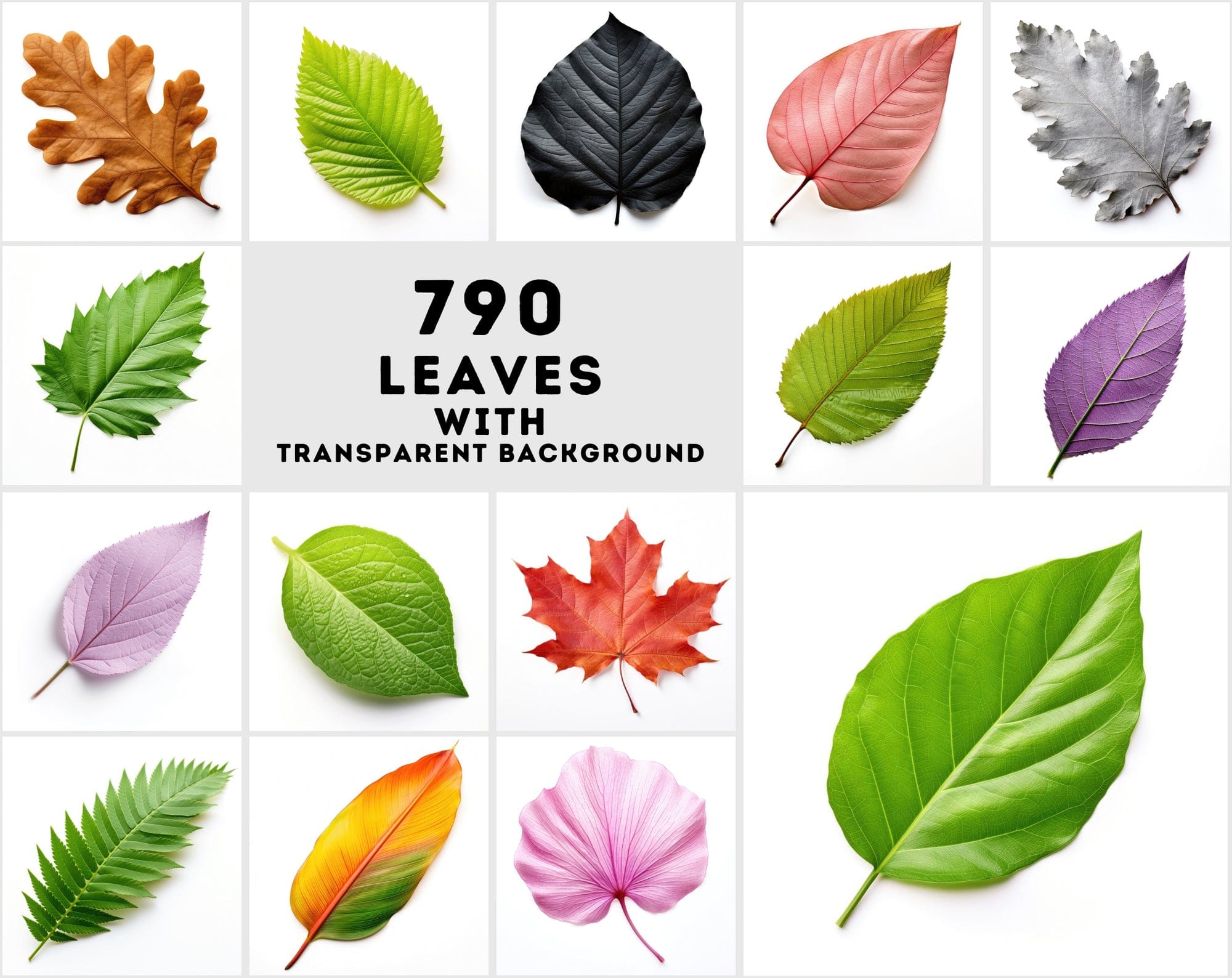 790 Unique Global Leaf PNG Images - High-Resolution, Transparent & White Backgrounds Digital Download Sumobundle