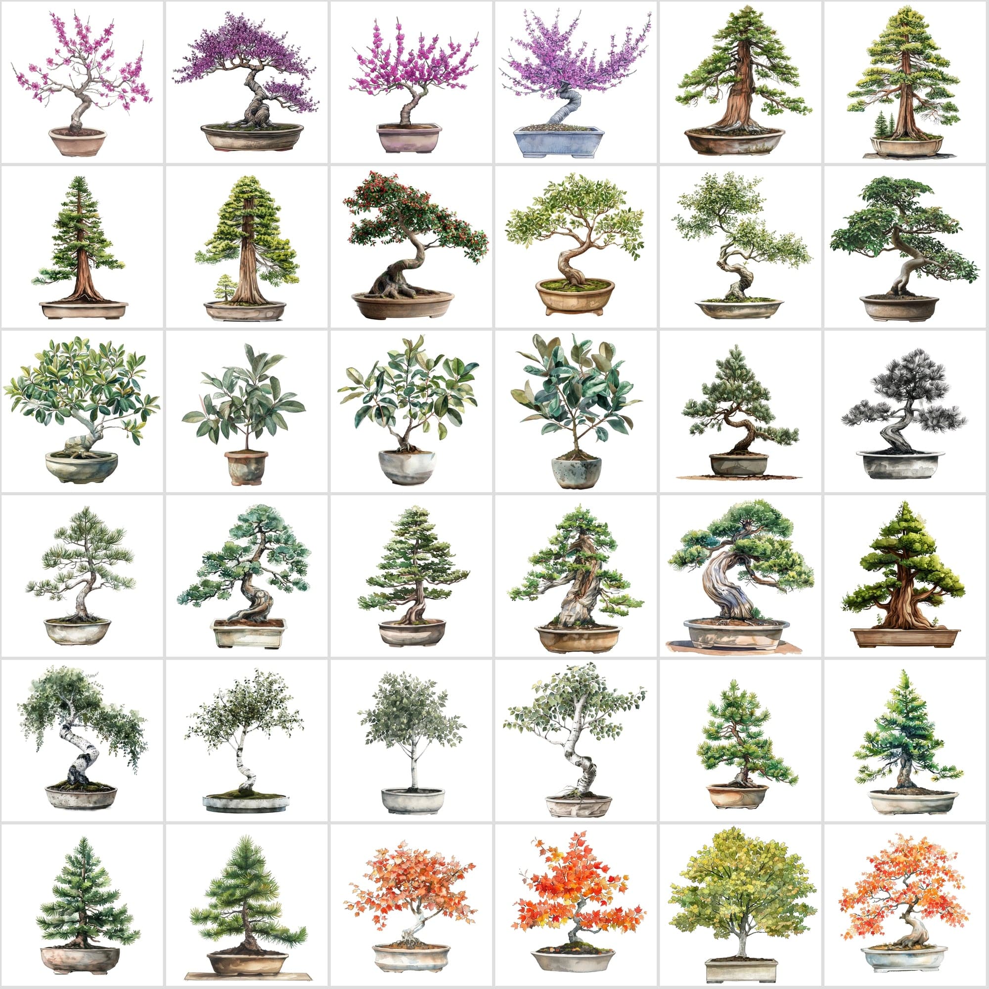 400 Bonsai Tree Images Bundle: High-Quality PNG & JPG, Commercial License - Oak, Cherry Blossom, Pine, Maple, and More Digital Download Sumobundle