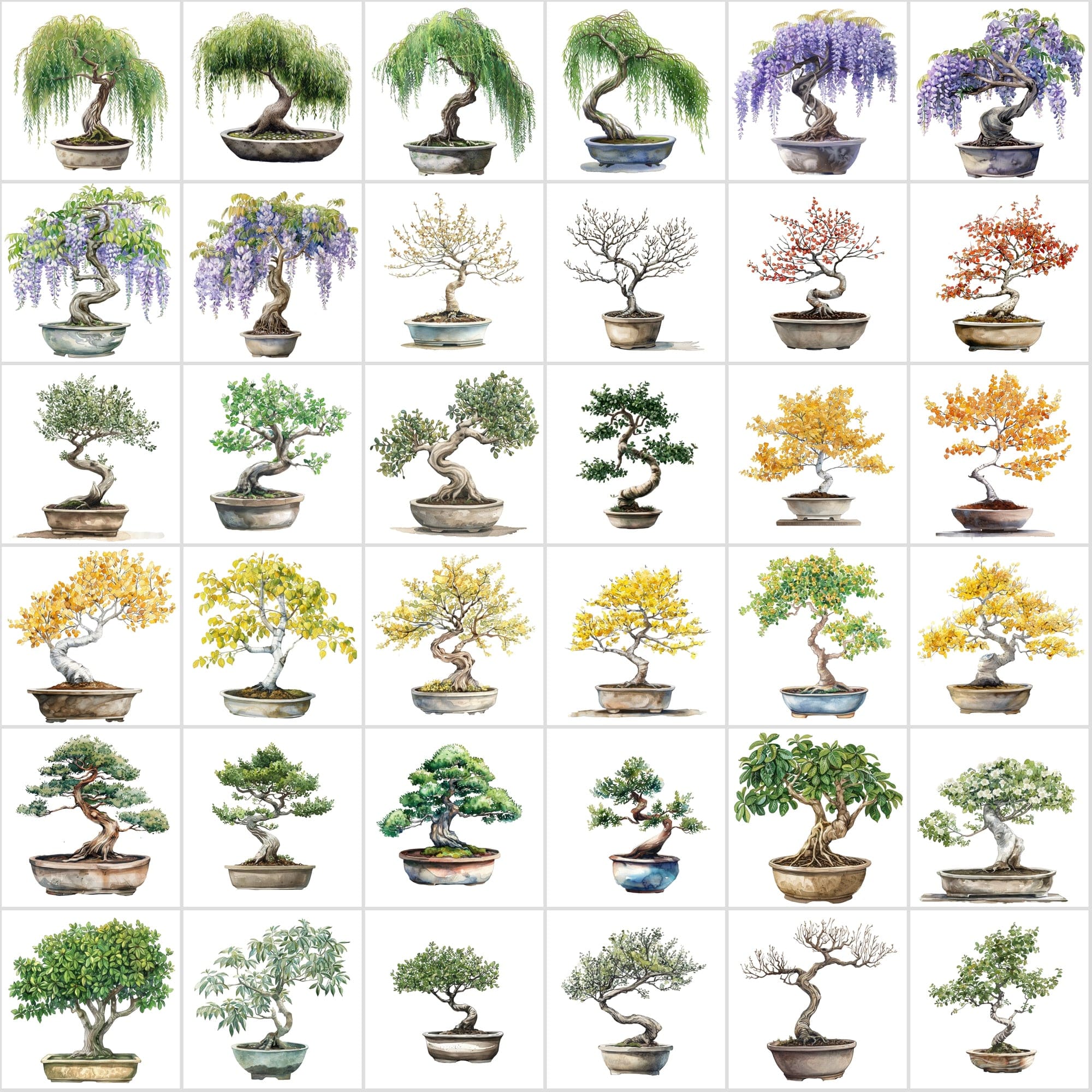 400 Bonsai Tree Images Bundle: High-Quality PNG & JPG, Commercial License - Oak, Cherry Blossom, Pine, Maple, and More Digital Download Sumobundle