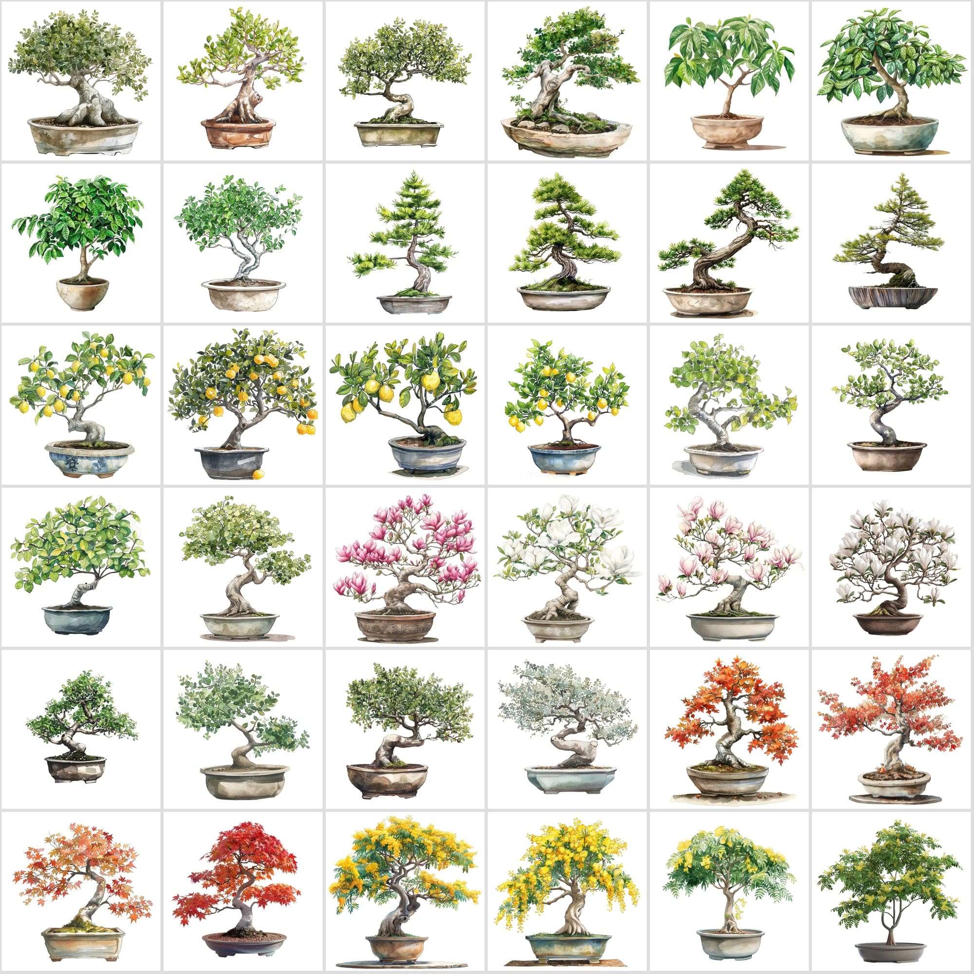 400 Bonsai Tree Images Bundle: High-Quality PNG & JPG, Commercial License - Oak, Cherry Blossom, Pine, Maple, and More Digital Download Sumobundle