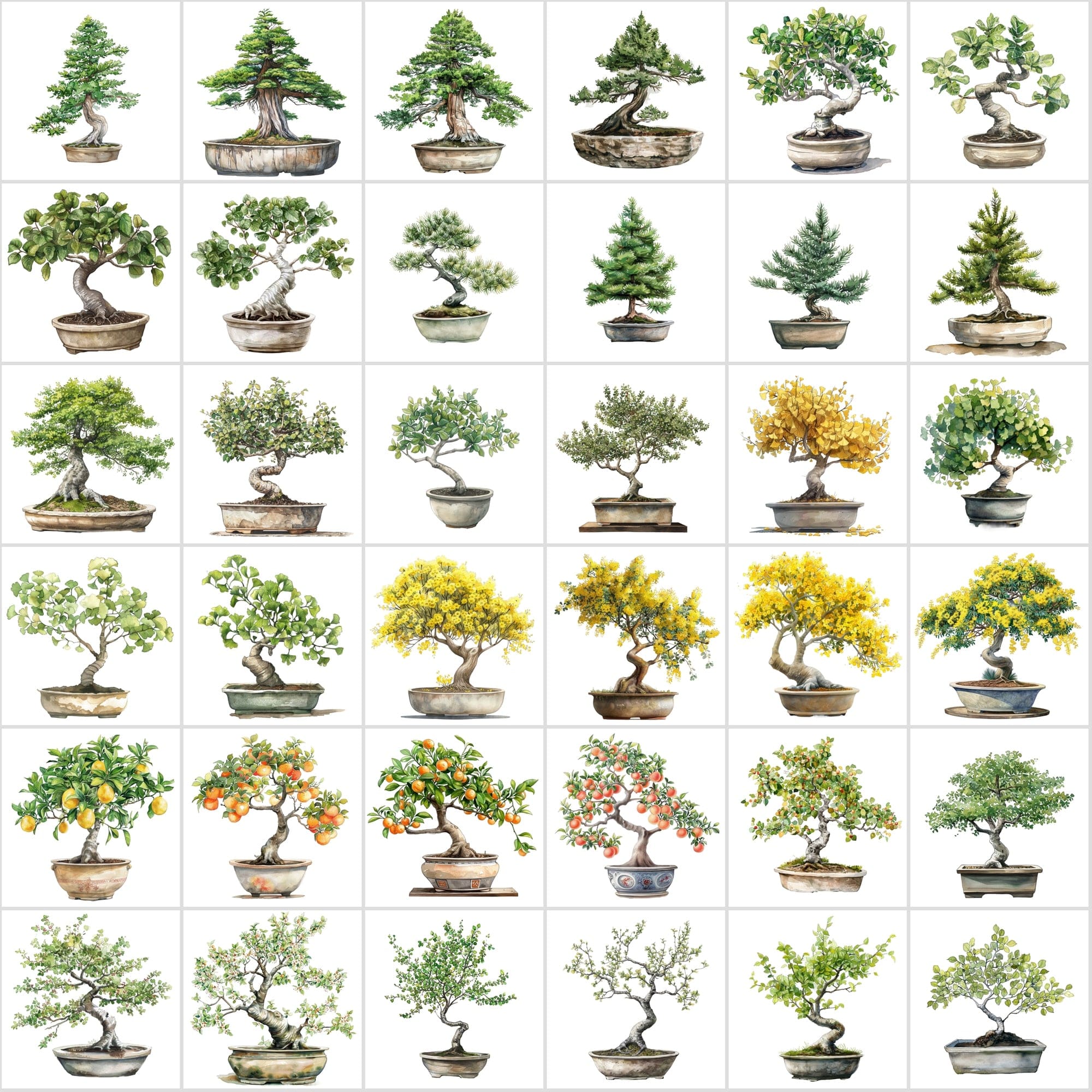 400 Bonsai Tree Images Bundle: High-Quality PNG & JPG, Commercial License - Oak, Cherry Blossom, Pine, Maple, and More Digital Download Sumobundle