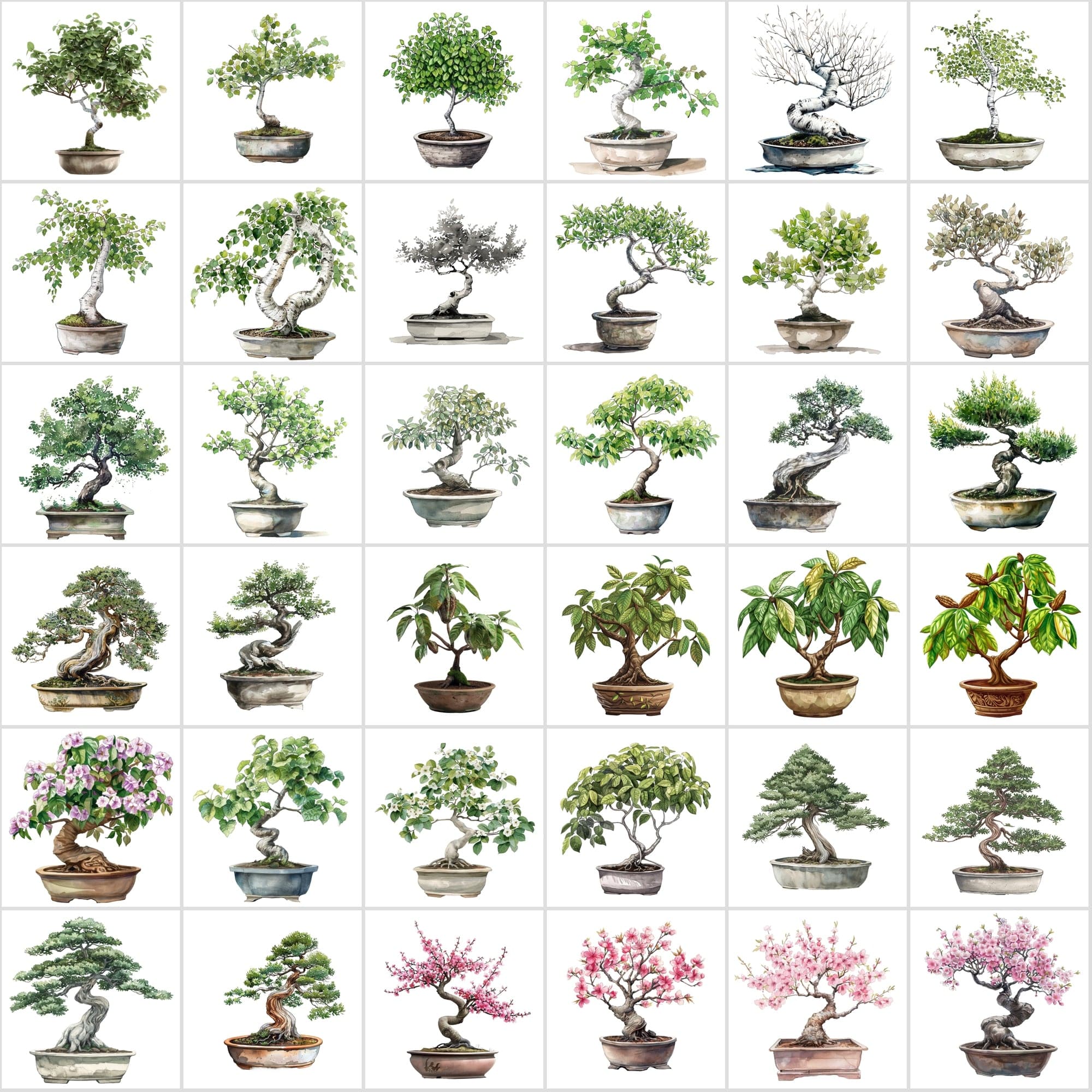 400 Bonsai Tree Images Bundle: High-Quality PNG & JPG, Commercial License - Oak, Cherry Blossom, Pine, Maple, and More Digital Download Sumobundle