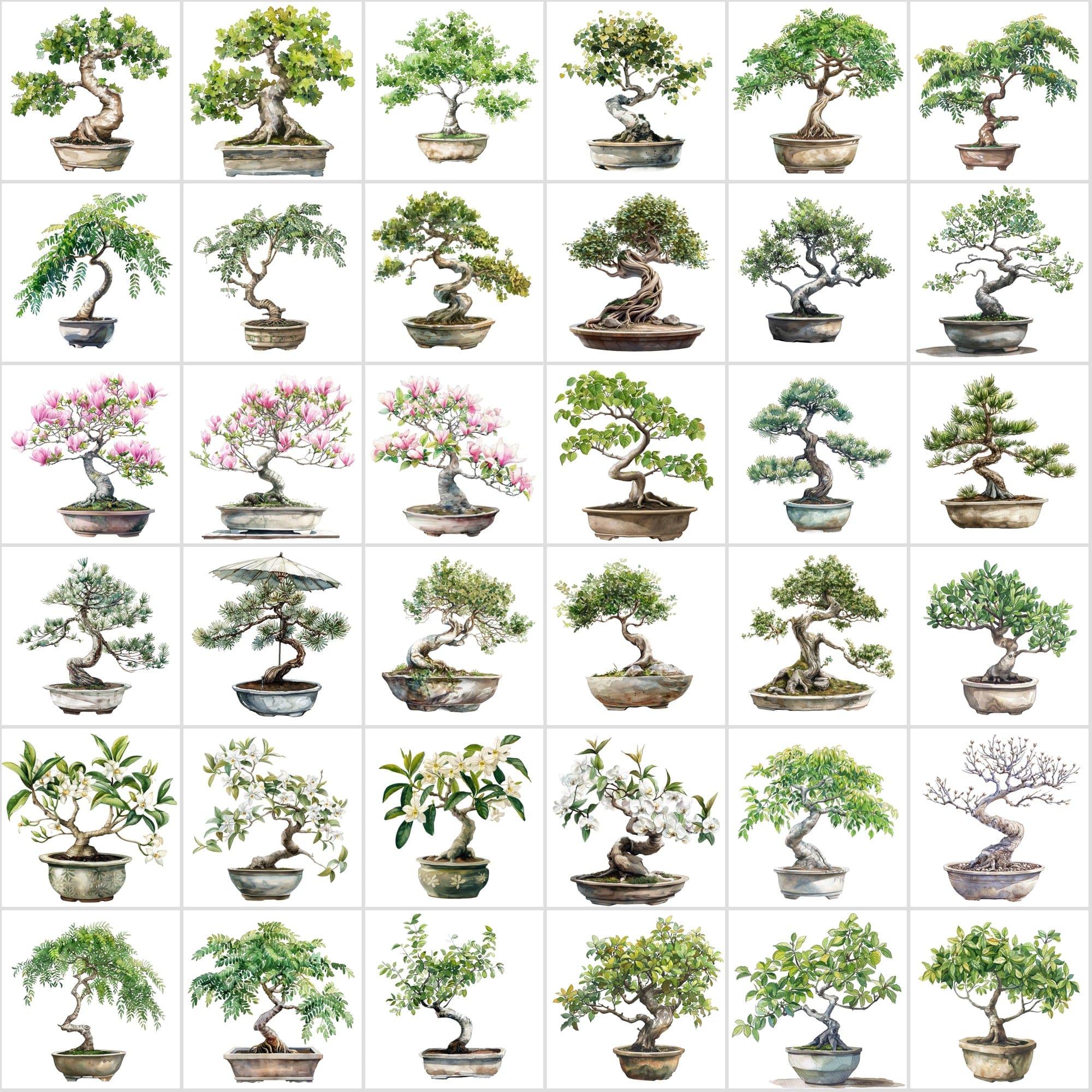 400 Bonsai Tree Images Bundle: High-Quality PNG & JPG, Commercial License - Oak, Cherry Blossom, Pine, Maple, and More Digital Download Sumobundle