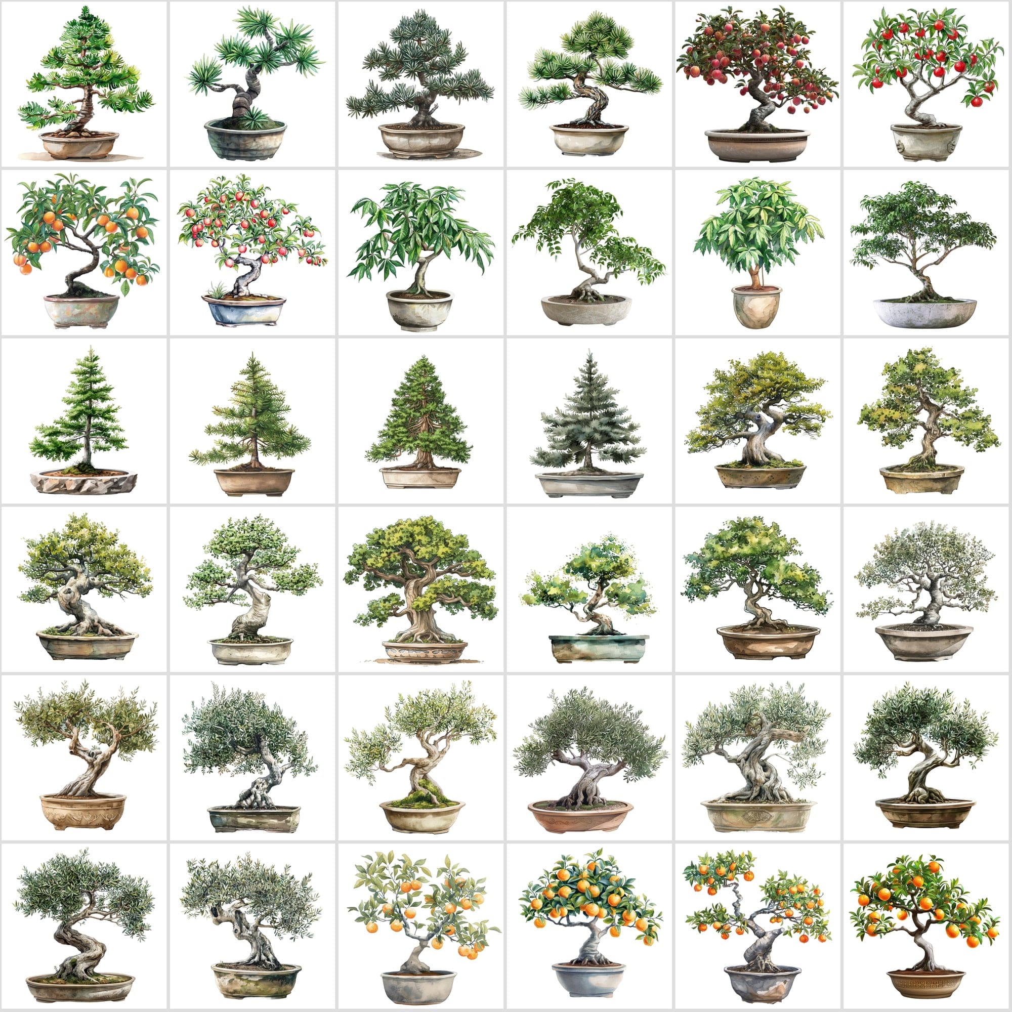 400 Bonsai Tree Images Bundle: High-Quality PNG & JPG, Commercial License - Oak, Cherry Blossom, Pine, Maple, and More Digital Download Sumobundle