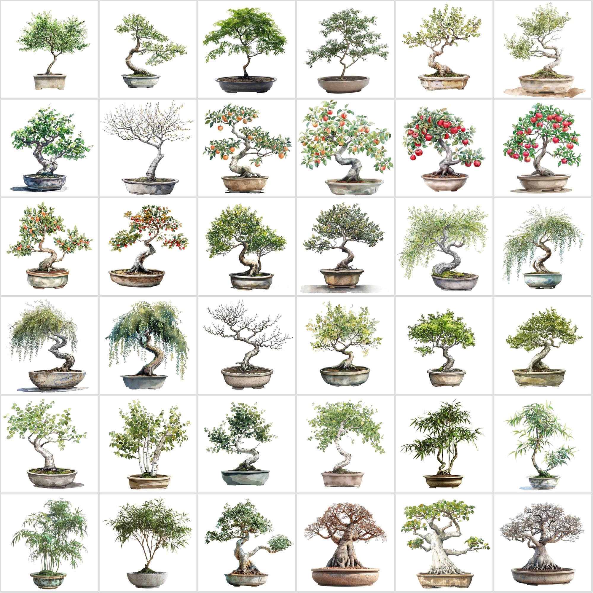 400 Bonsai Tree Images Bundle: High-Quality PNG & JPG, Commercial License - Oak, Cherry Blossom, Pine, Maple, and More Digital Download Sumobundle