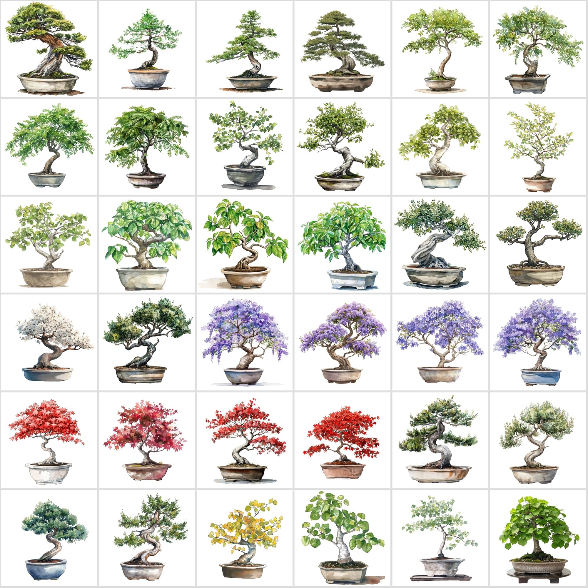 400 Bonsai Tree Images Bundle: High-Quality PNG & JPG, Commercial License - Oak, Cherry Blossom, Pine, Maple, and More Digital Download Sumobundle