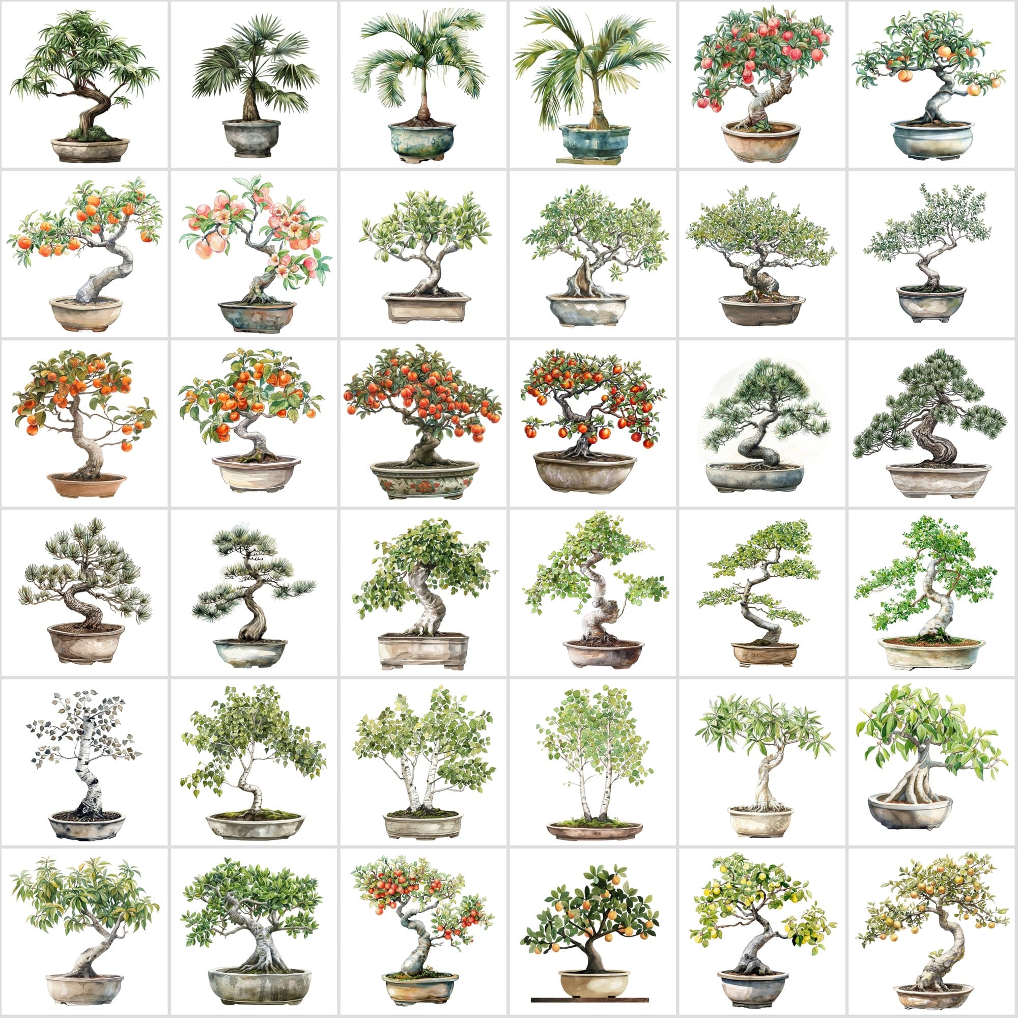 400 Bonsai Tree Images Bundle: High-Quality PNG & JPG, Commercial License - Oak, Cherry Blossom, Pine, Maple, and More Digital Download Sumobundle