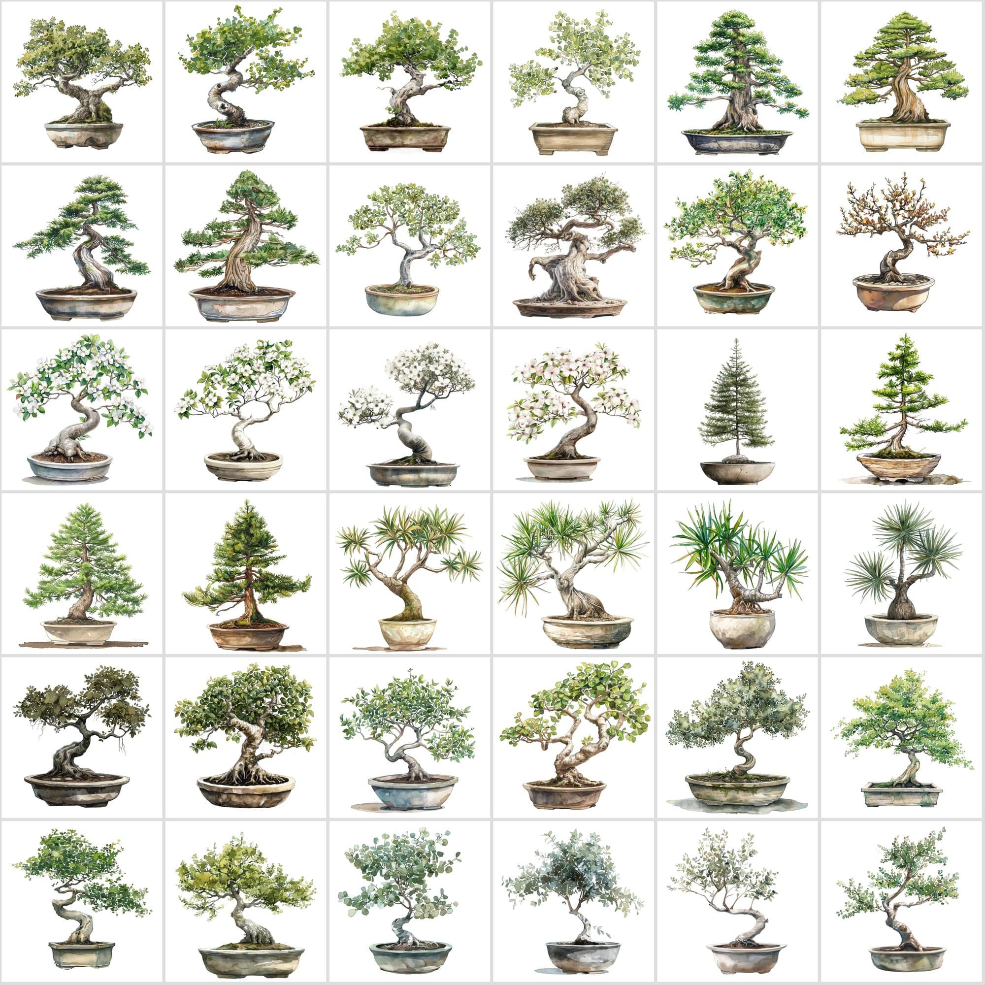 400 Bonsai Tree Images Bundle: High-Quality PNG & JPG, Commercial License - Oak, Cherry Blossom, Pine, Maple, and More Digital Download Sumobundle