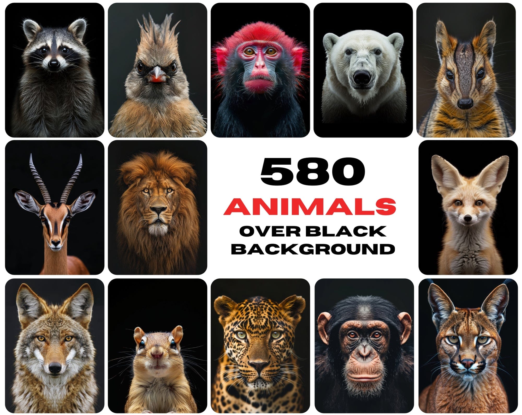 580 Animal Images Over Black Background - Commercial License Included Digital Download Sumobundle