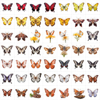 580 High-Resolution Transparent and White-Background Butterfly PNG Ima