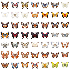580 High-Resolution Transparent and White-Background Butterfly PNG Ima