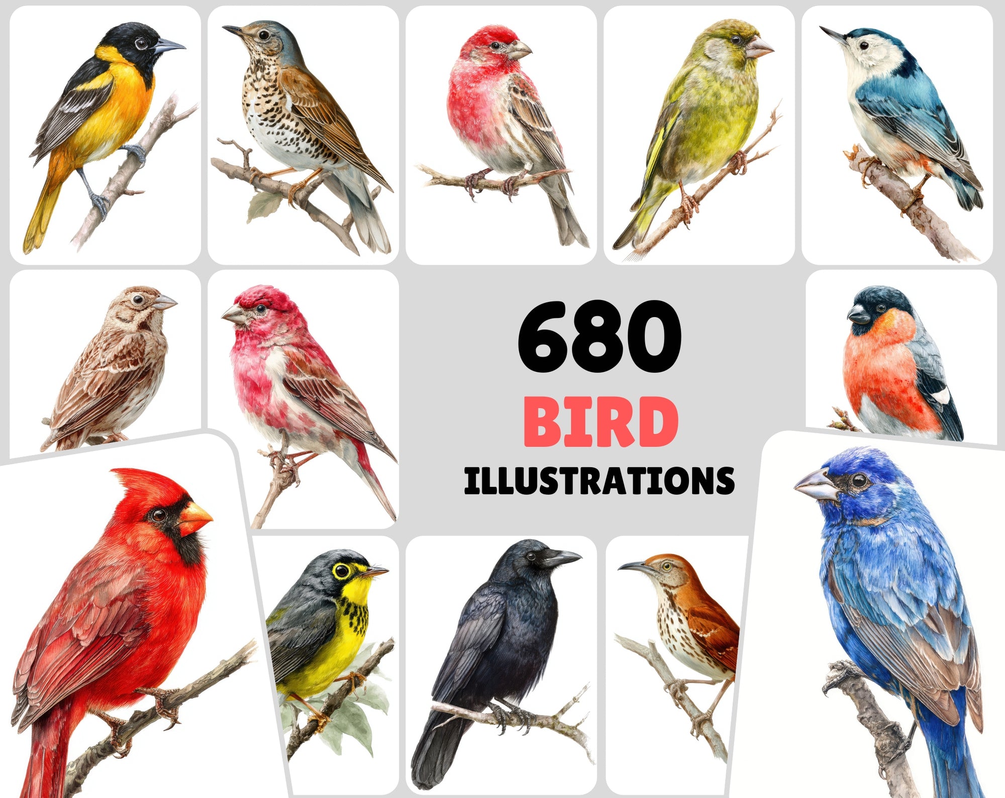 680 Bird Illustrations Bundle – Realistic Birds Clipart