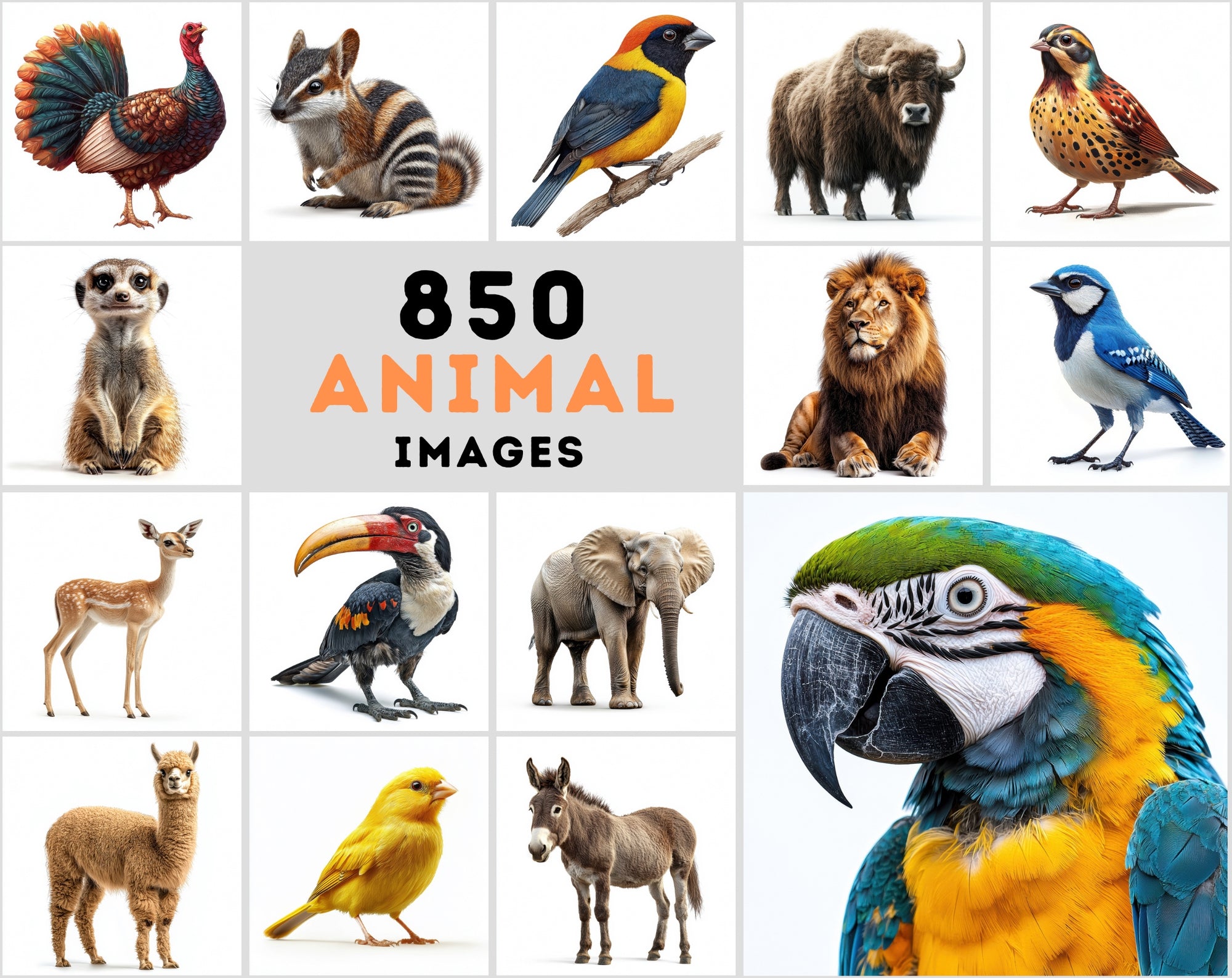 850 Animal Images – High-Resolution JPGs | Isolated on White